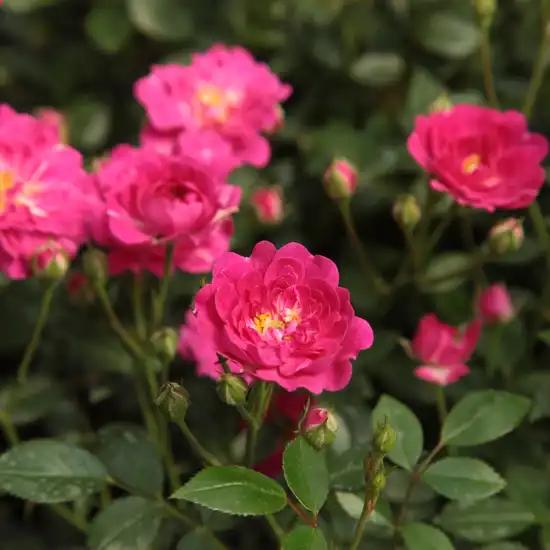Rosa Imola™ - roz - trandafiri miniatur - pitici